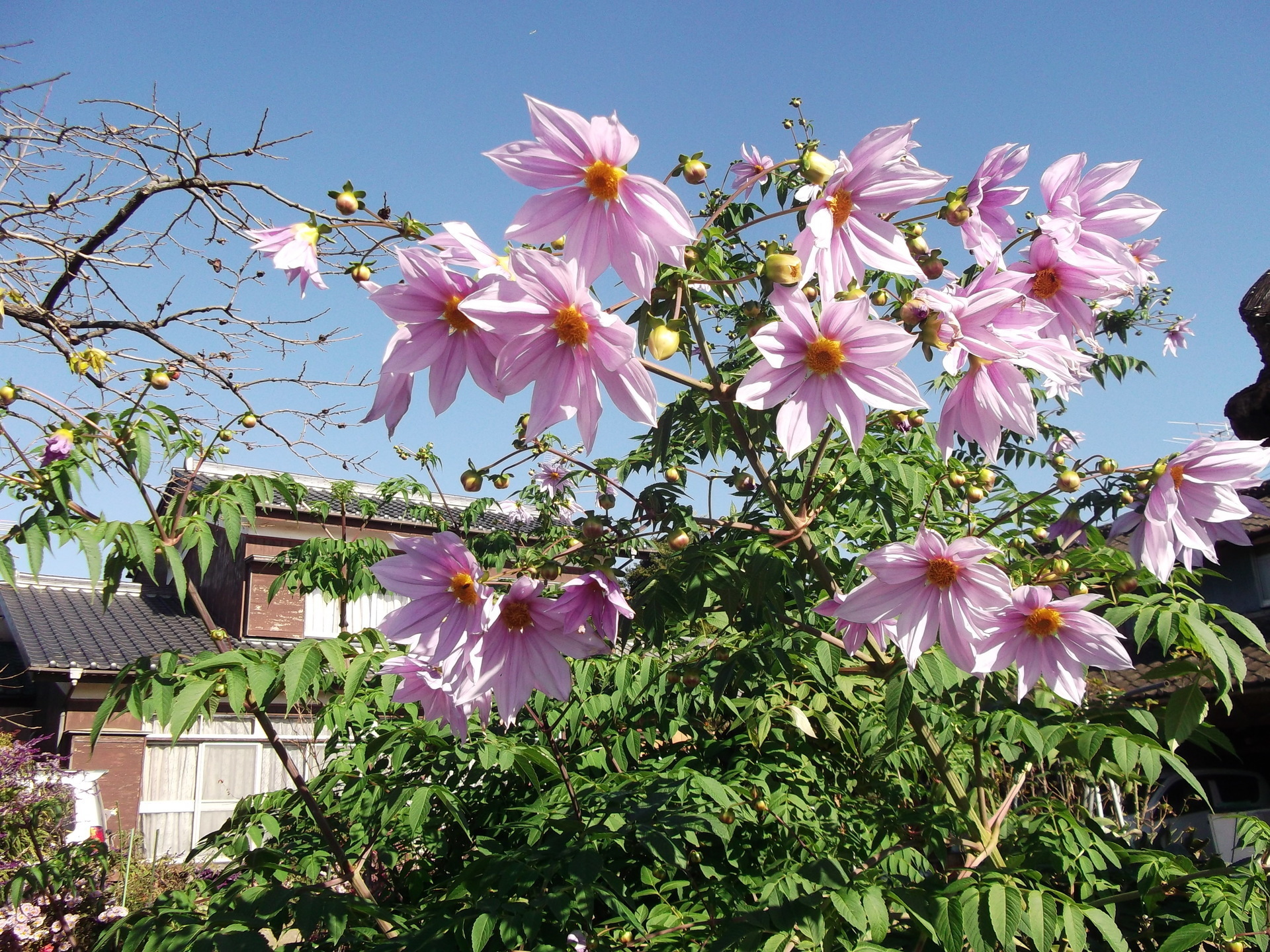 今年も皇帝ダリアが咲きました 坂東ぷち農園